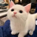 Avatar of Areeba Malik